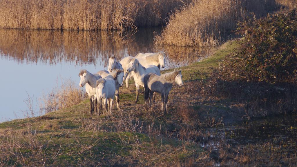 Villetta Parco Sir Лідо-дельї-Естензі Екстер'єр фото