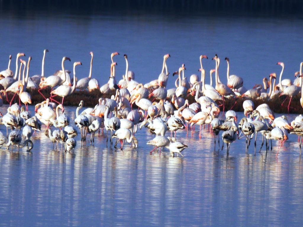 Villetta Parco Sir Лідо-дельї-Естензі Екстер'єр фото